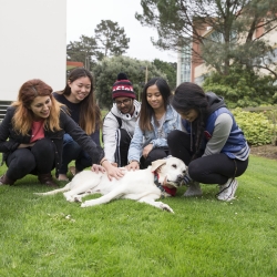 Students petting therapy dog
